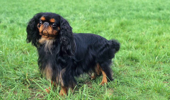 english toy spaniel