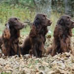 field spaniel