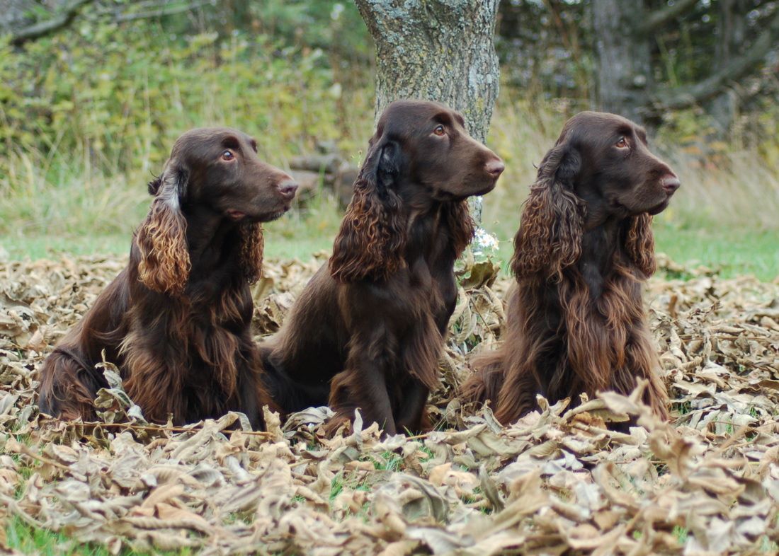 field spaniel