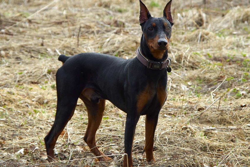 The Pinscher Terrier: A Review of This Spirited and Loyal Companion