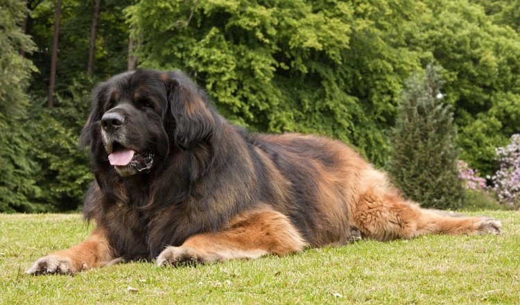 Leonberger Dog Reviews - real reviews from real people