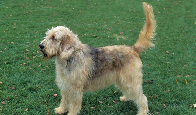 is a otterhound the right dog for you