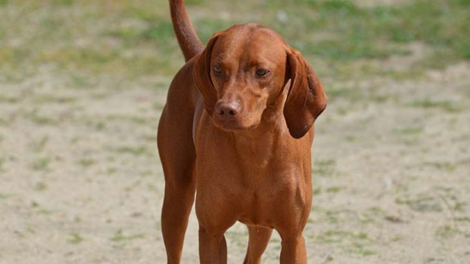 redbone coonhound figurines