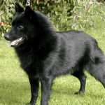 schipperke