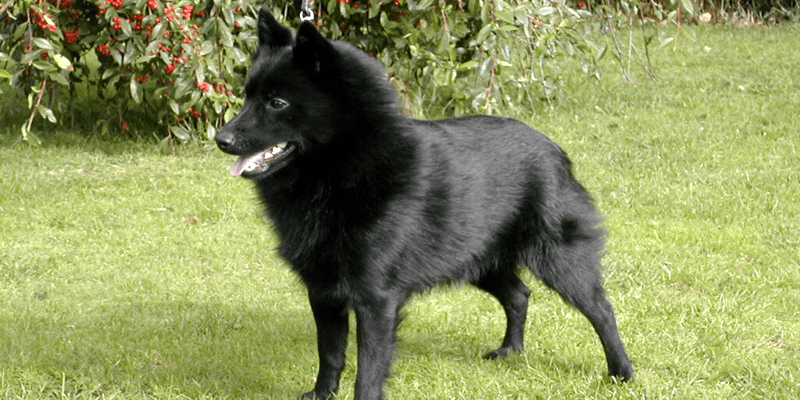 schipperke