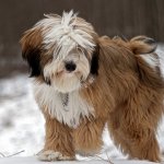 tibetan terrier