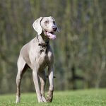 weimaraner dog