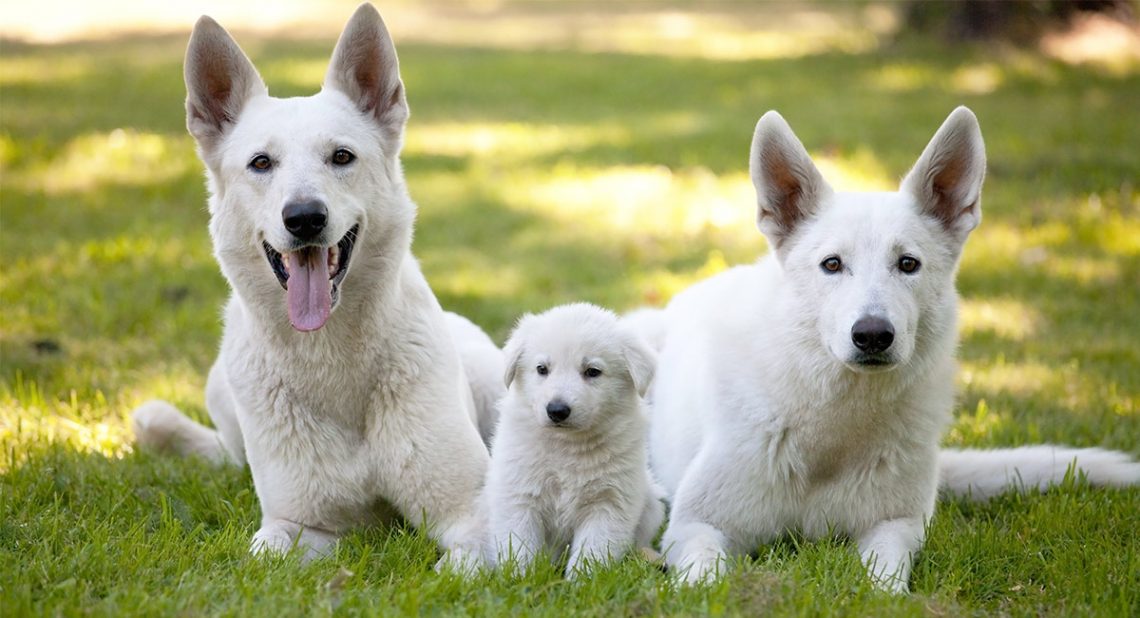 all white german shepherd puppy