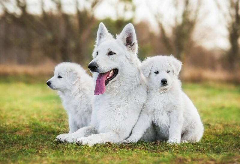 white shepherd puppies