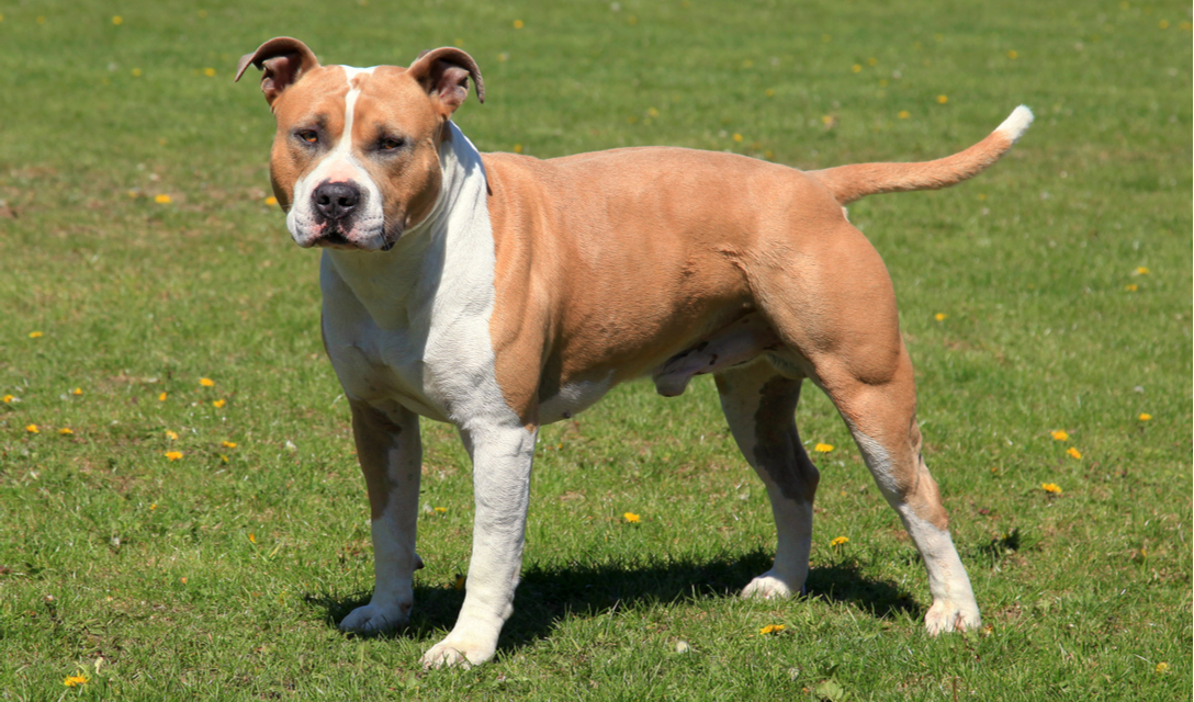 american staffy images