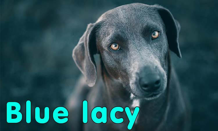 texas blue lacy dog