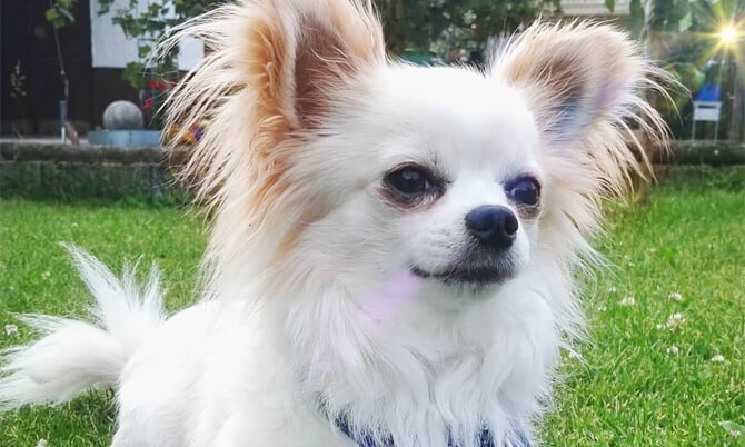 long haired chihuahua for adoption