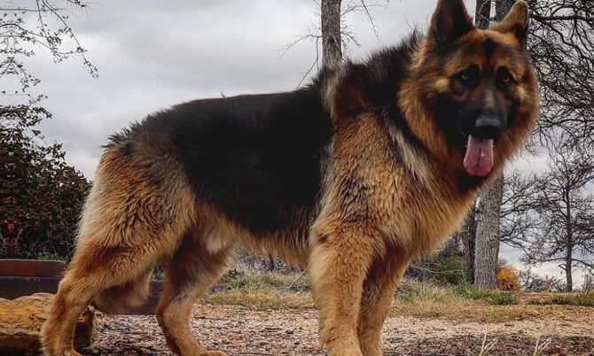 german shepherd long coat puppy