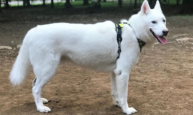 how much do white husky puppies cost