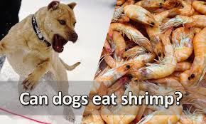 can dogs eat shrimp