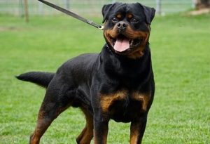 21 Best Guard Dog Breeds List Of 2020