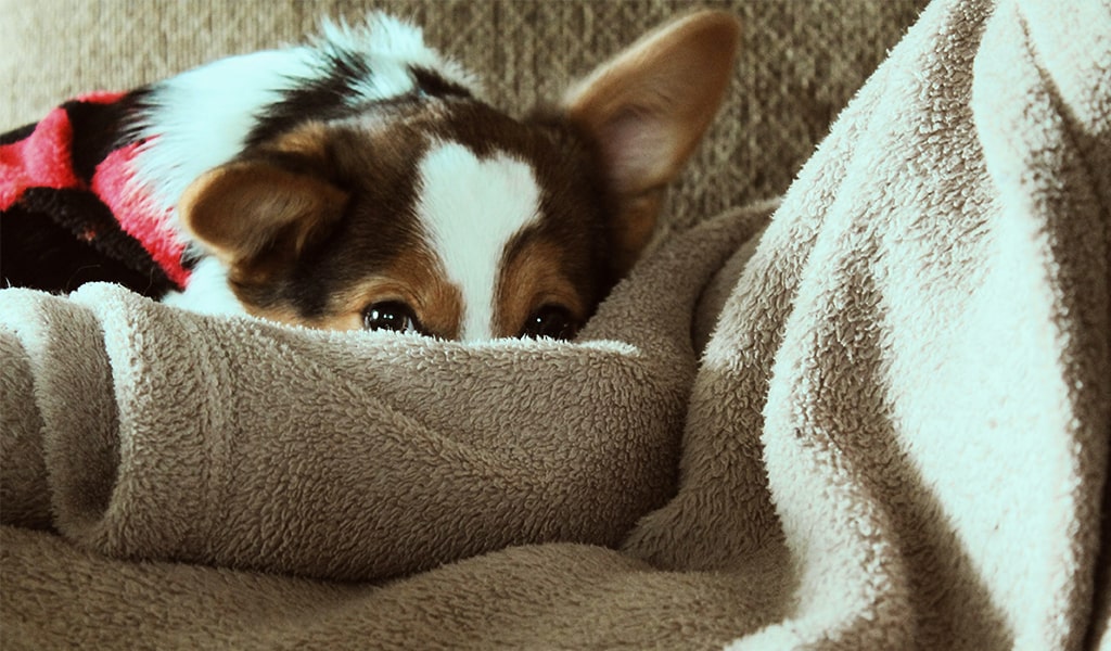 dog fleece blanket