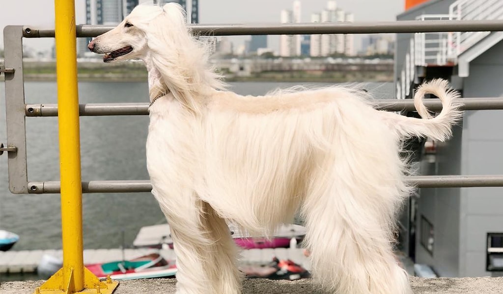 Afghan Hound