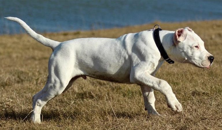 Large White Dog Breeds Short Hair