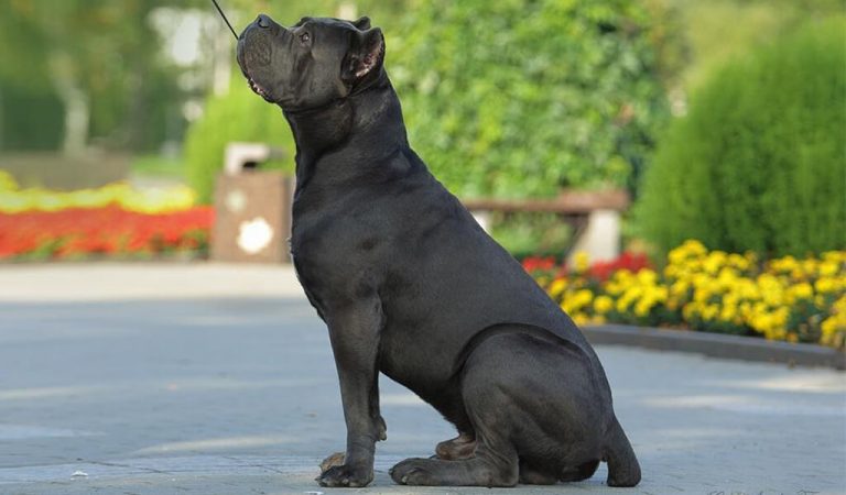 Cane Corso: Dog Breed Characteristics, Mixes & Pictures