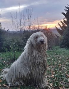 hungarian sheepdog