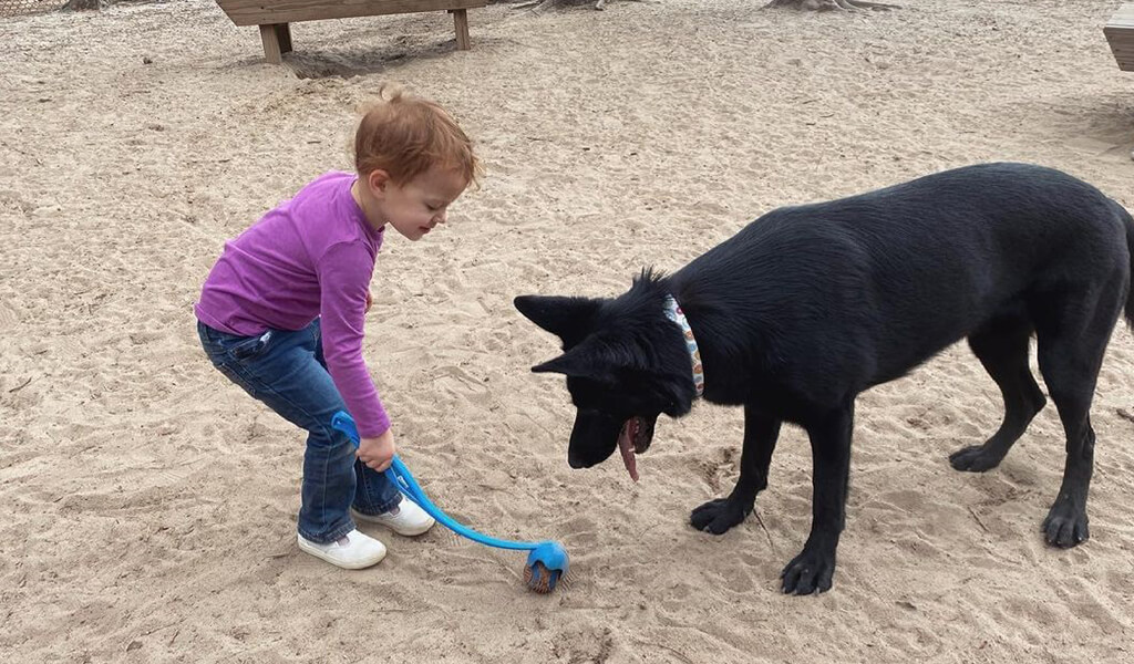 black gsd playing with kid