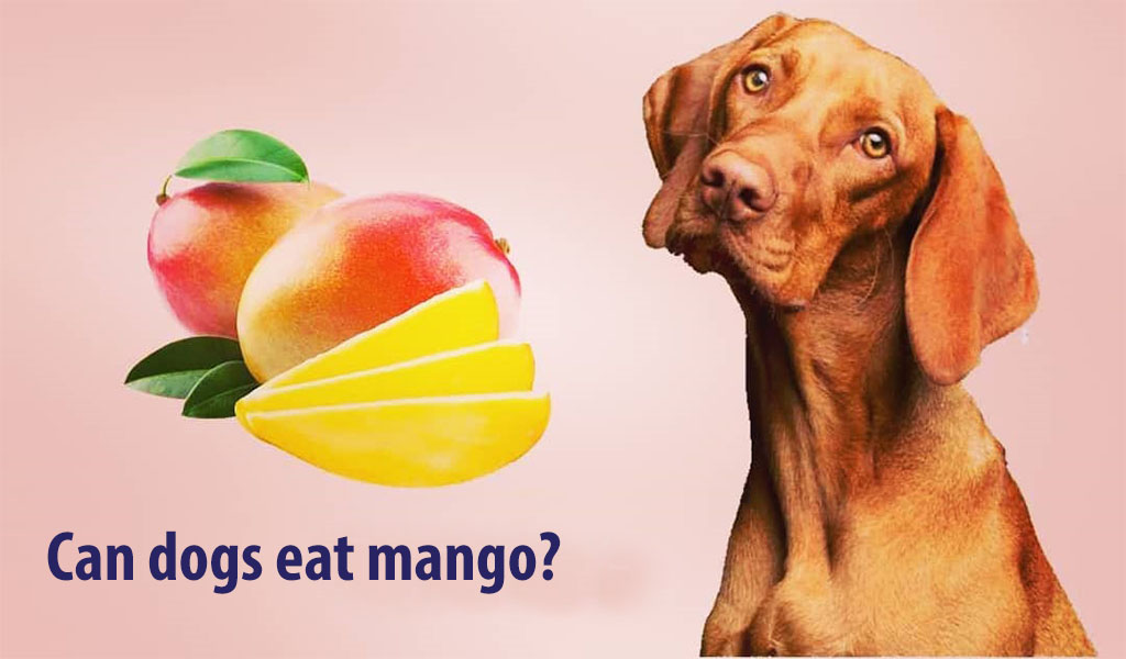 download mango flies on dogs