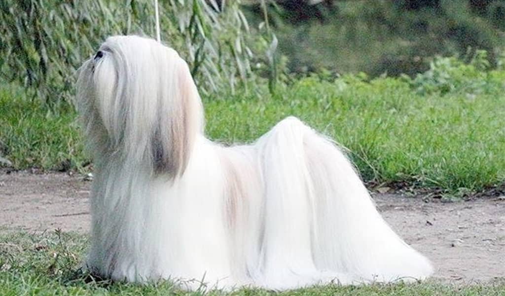 Long Haired Lhasa Apso