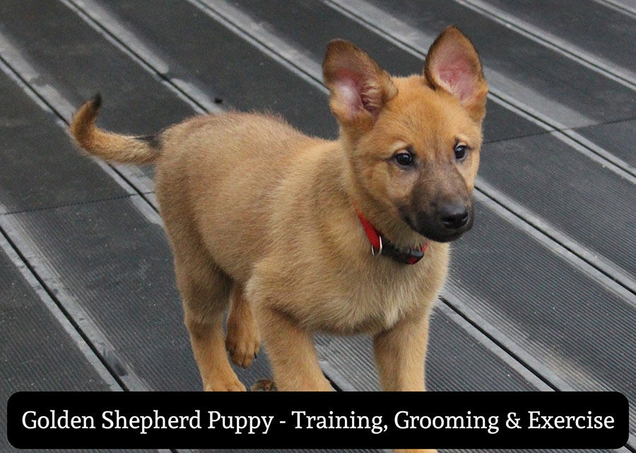 Golden Shepherd Puppy Training Grooming Exercise