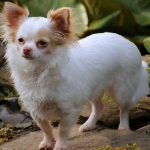 long-haired-chihuahua-dog-chihuahua