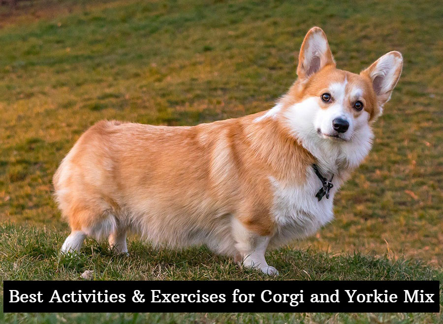Best Activities & Exercises for Corgi and Yorkie