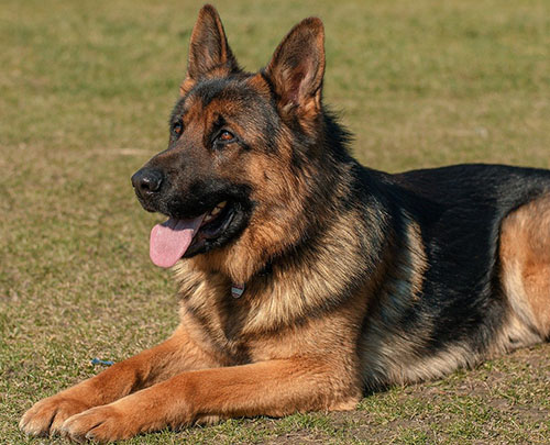 German-Shepherd