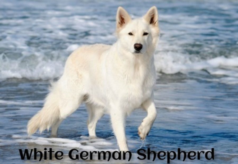 white-german-shepherd