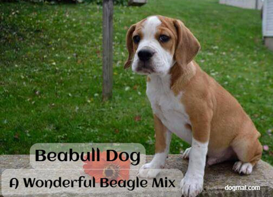 Beabull Dog - A Wonderful Beagle Mix