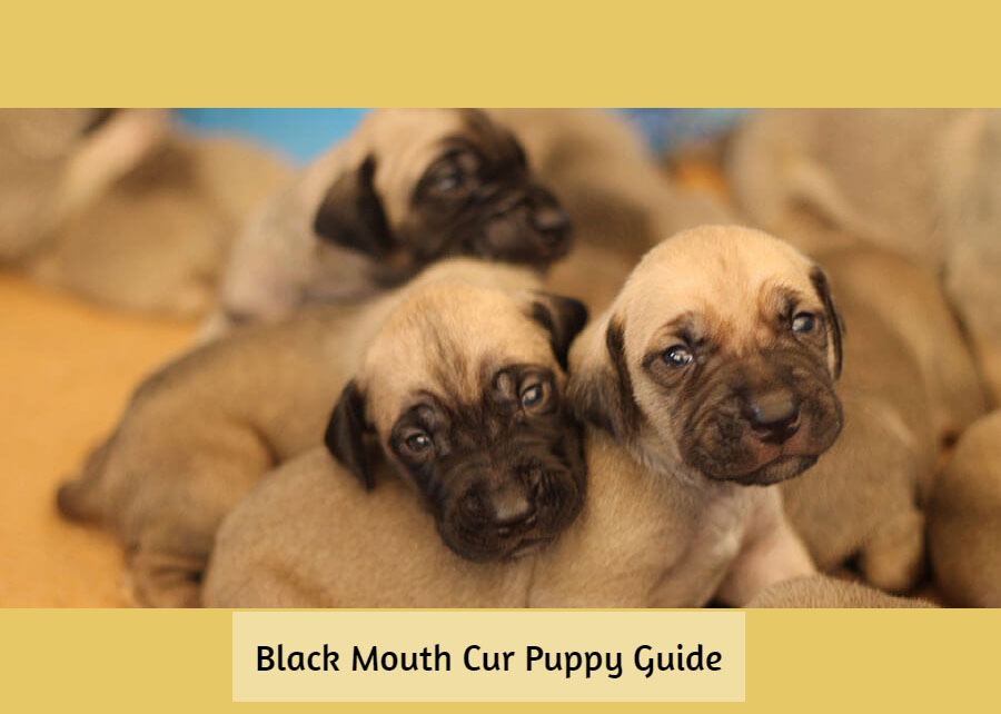 are black mouth curs good family dogs