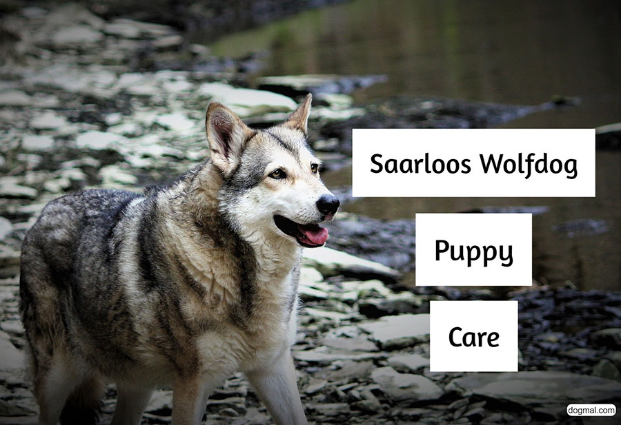 how often should you walk your saarloos wolfdog puppy