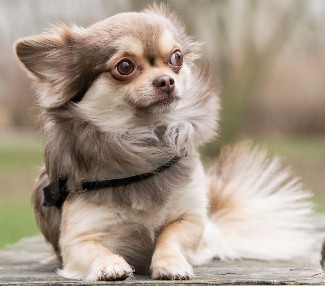 Different Colors Of Long Haired Chihuahua