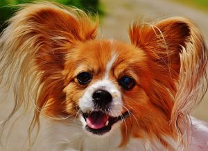 Different Colors of Long Haired Chihuahua