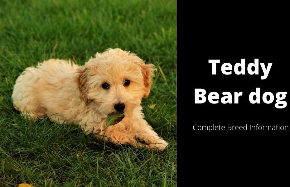 are teddy bear puppies good family dogs