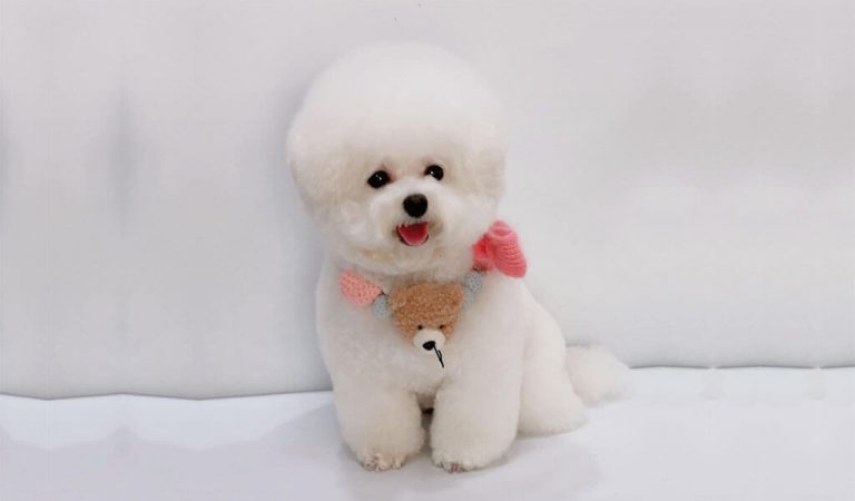 Bichon Frise history, Characteristics and Health care guide