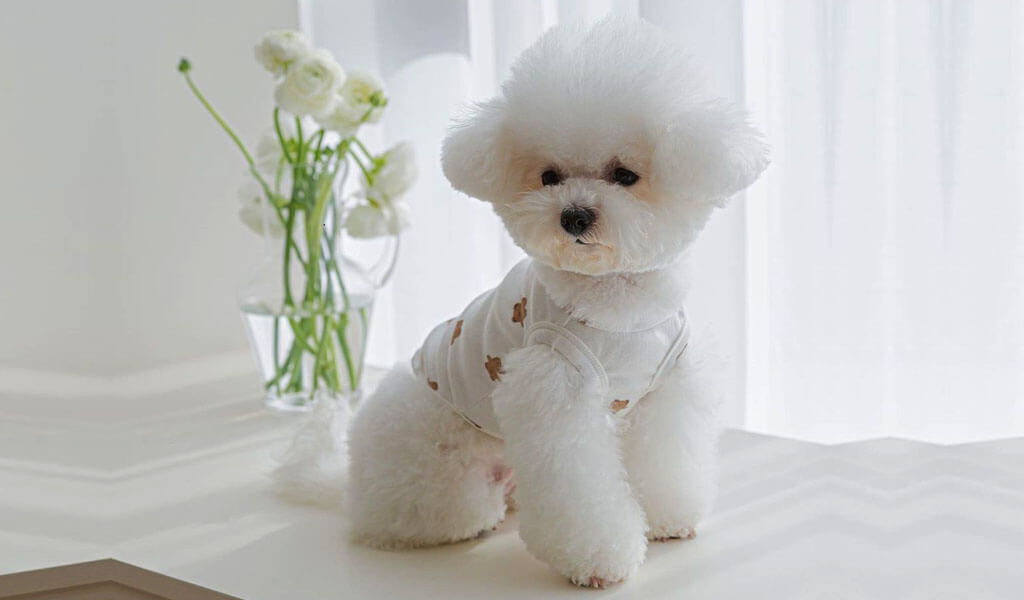 Bichon Frise