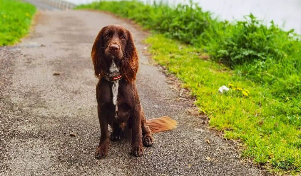 field spaniel dog