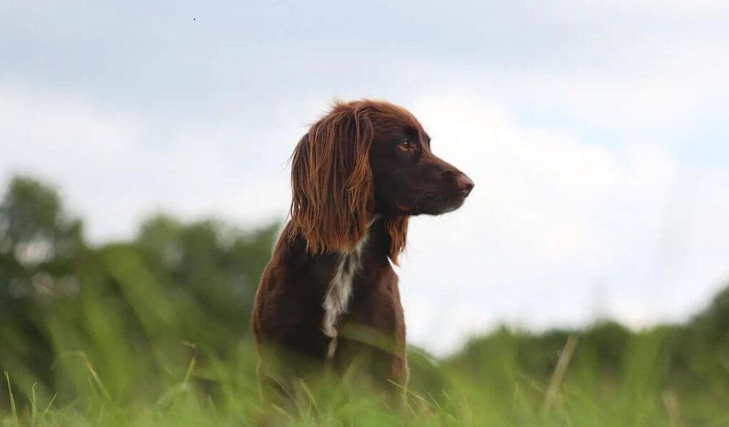  field spaniel puppy  for sale