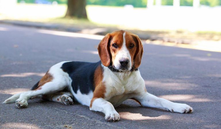 American Foxhound Dog: 10 Things To Know About The Breed