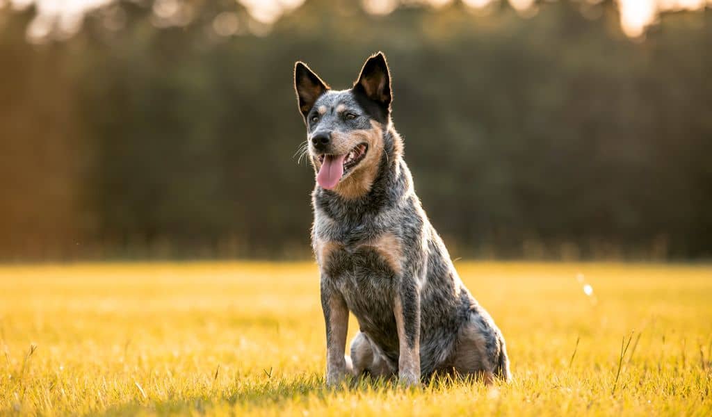 Top 10 Famous Herding Dog Breeds To Adopt