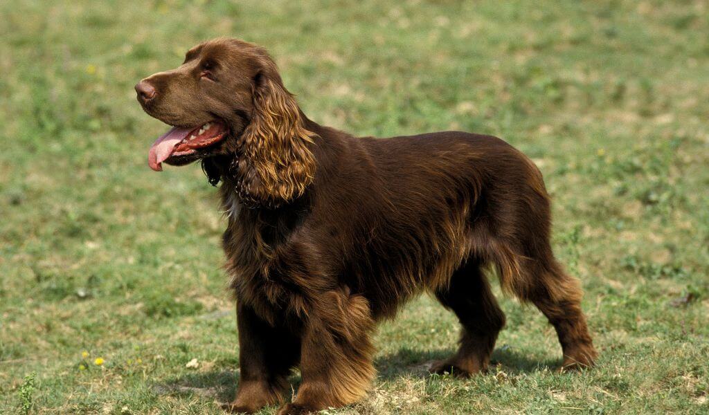 Field Spaniel Breed: A Guide to the History and Care