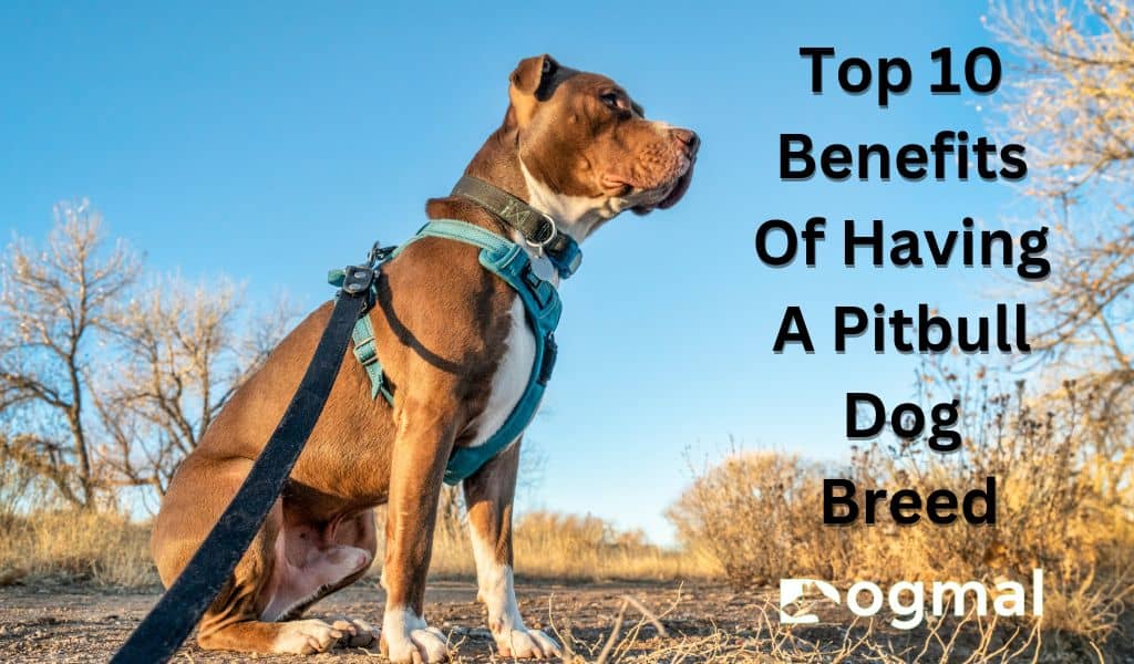 10 Benefits of Having A Pit bull Dog Breed