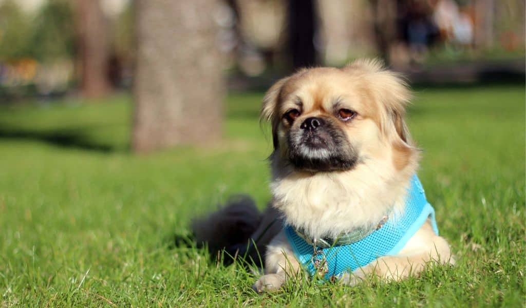 are carrots good for a pekingese