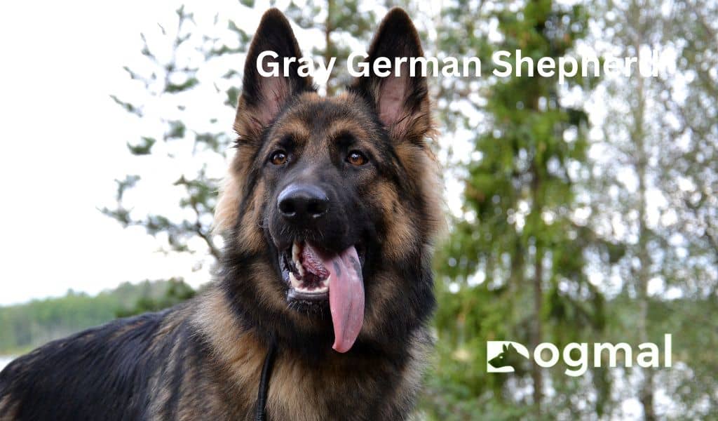 Gray German Shepherd