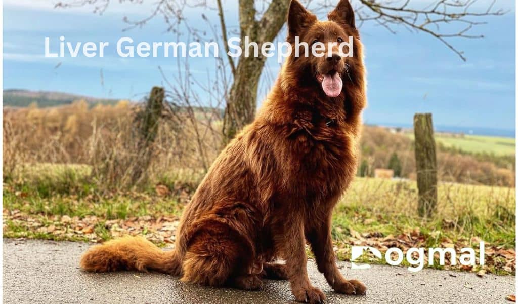 Liver German Shepherd